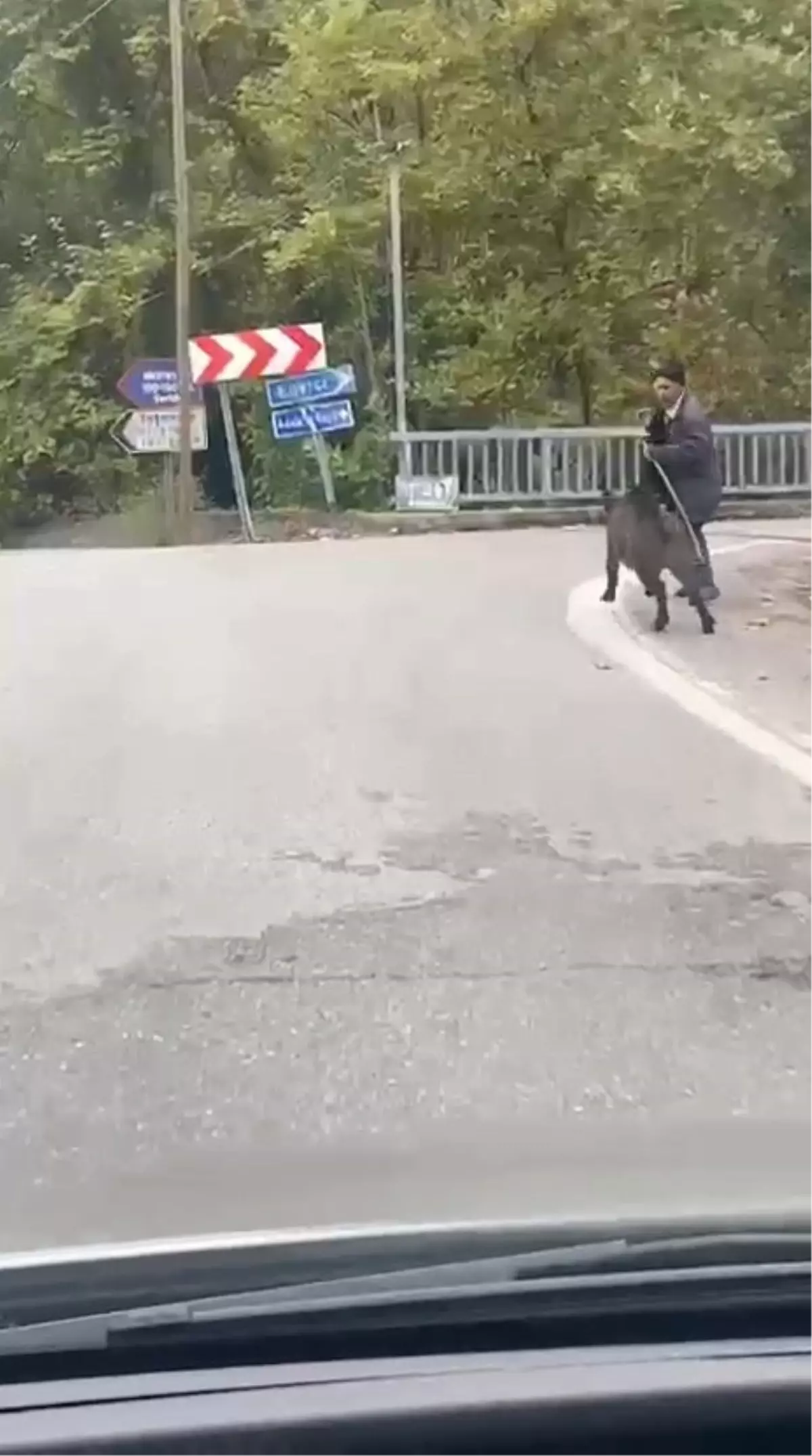 Domuzun Kovaladığı Kişi Son Anda Kurtuldu