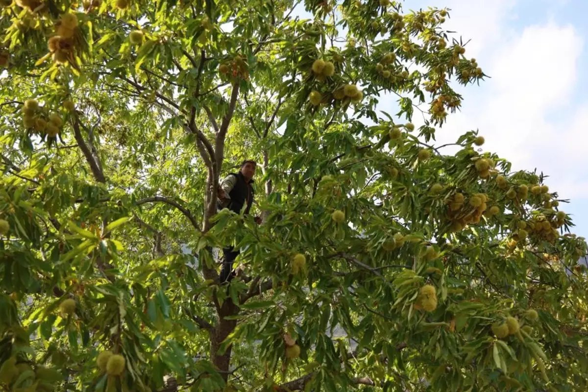 Hasat başladı! Günlük 5 bin TL kazanıyorlar