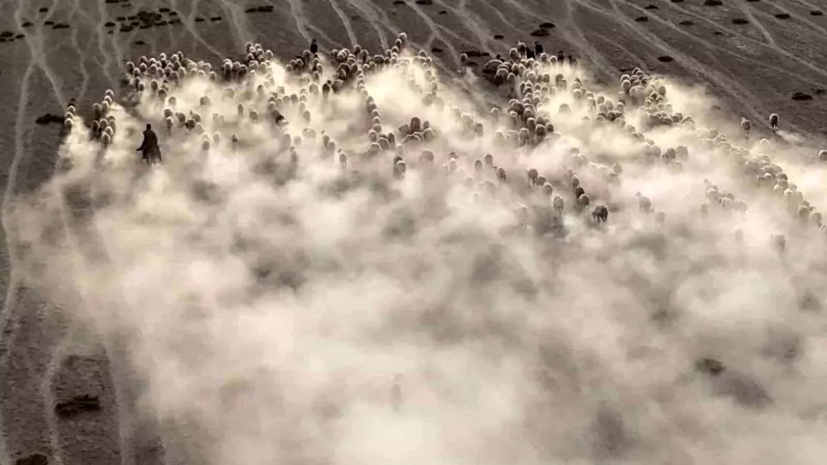 Karapınar'da Koyun ve Kuzuların Havadan Görüntüleri