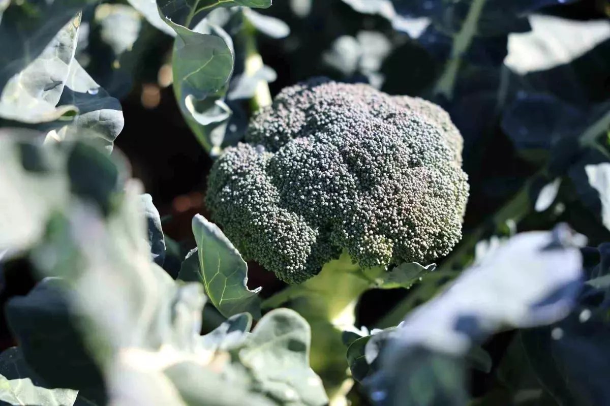 Erzurum'da İkinci Ürün Olarak Brokoli Yetiştiriciliği Başladı