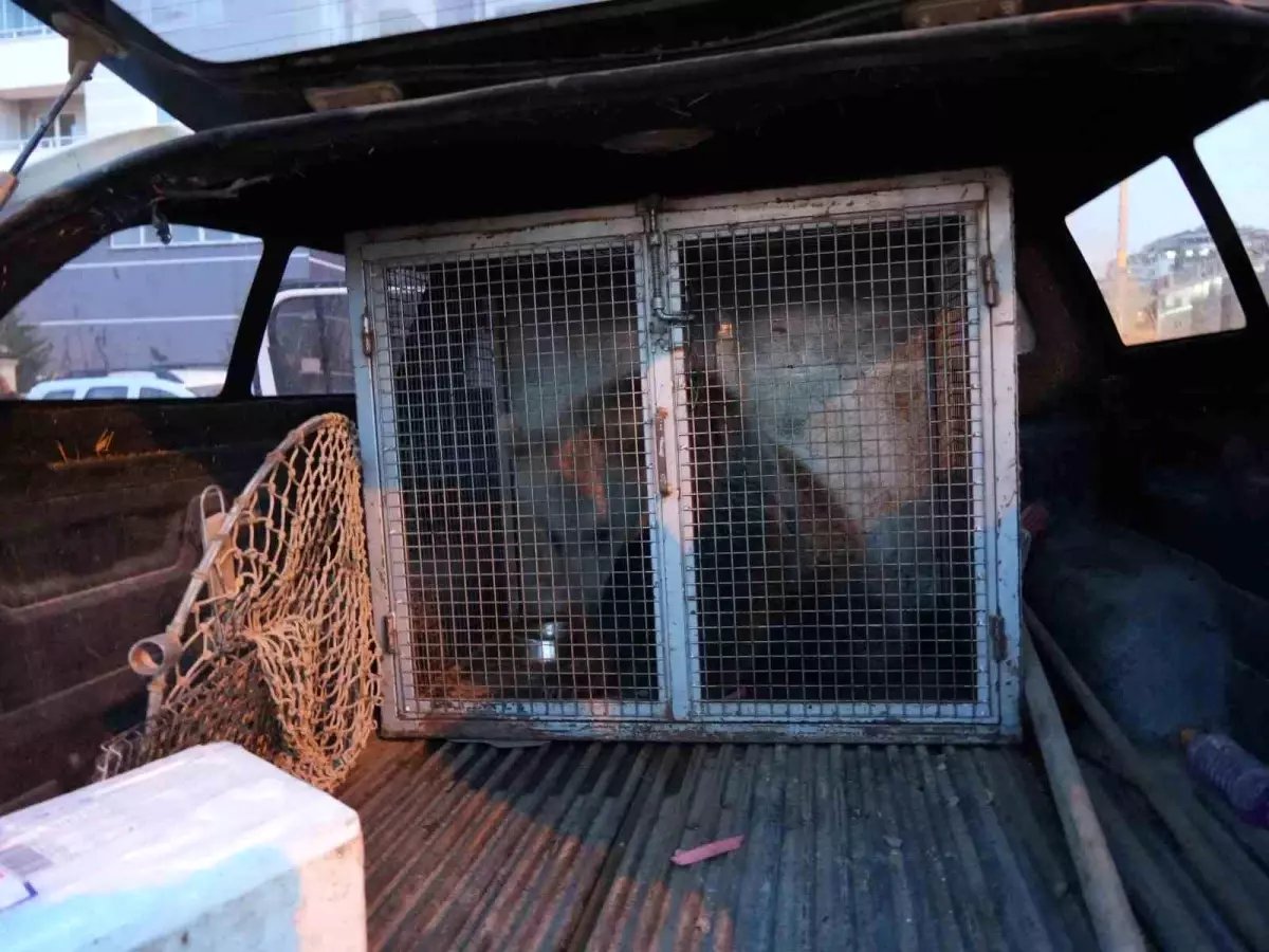 Kastamonu'da Yavru Ayılar Koruma Altına Alındı