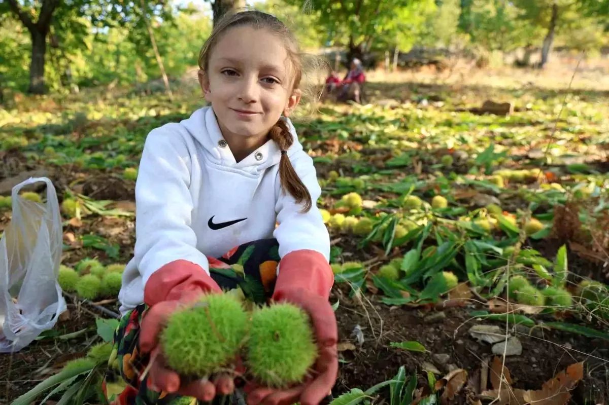 Aydın'da Kestane Hasat Sezonu Başladı