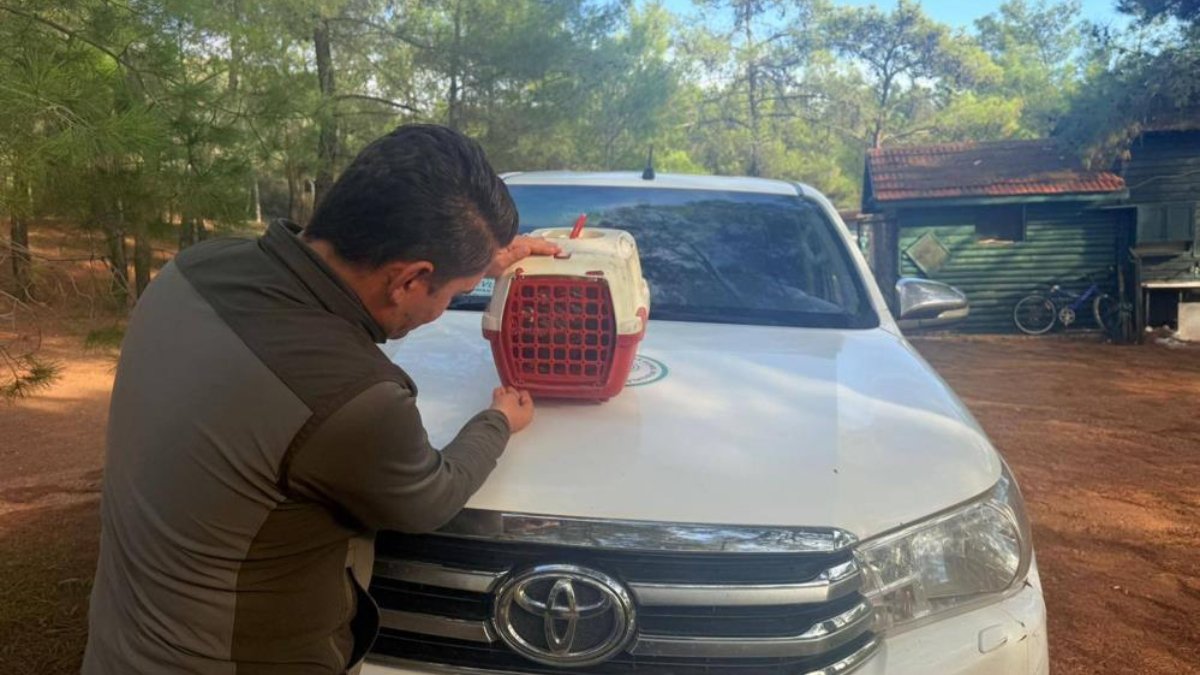 Muğla'da yasadışı kınalı keklik satan kişiye 28 bin TL ceza