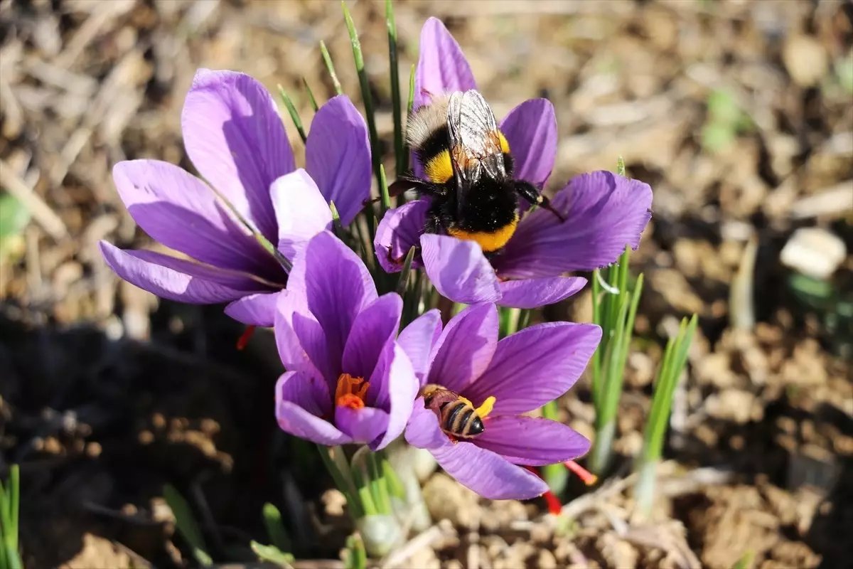 Karabük'te "Safran İmecesi" etkinliği düzenlendi