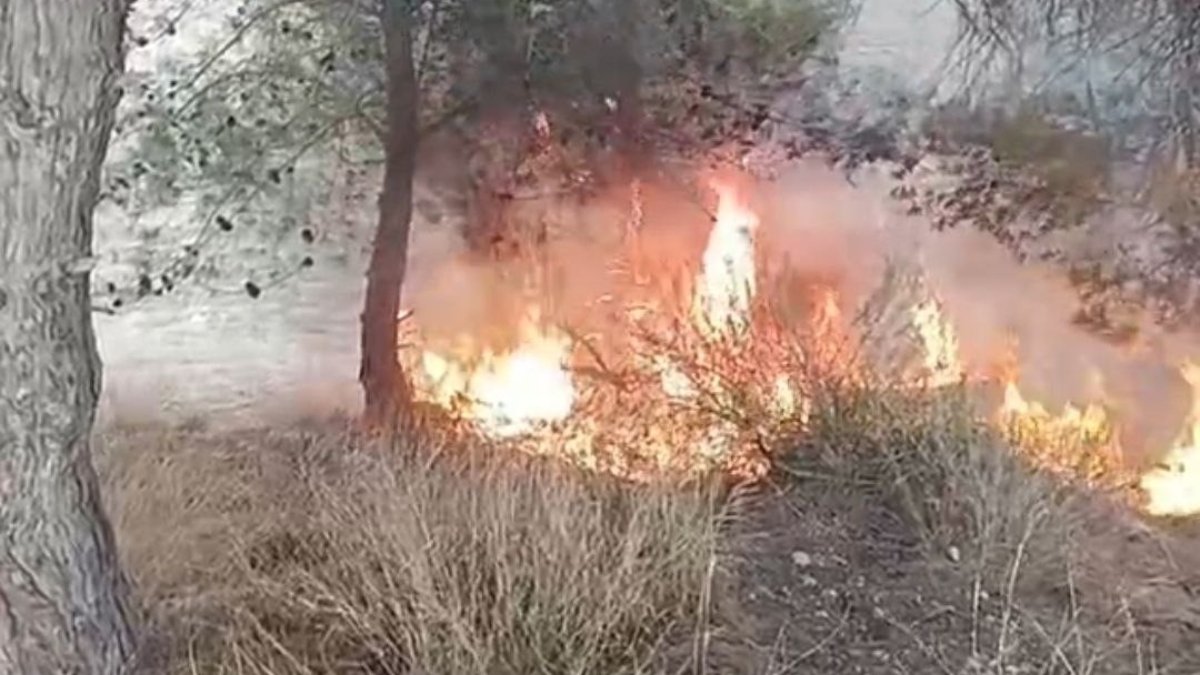 Adana'da çıkan bir yangında 100 zeytin ağacı yandı