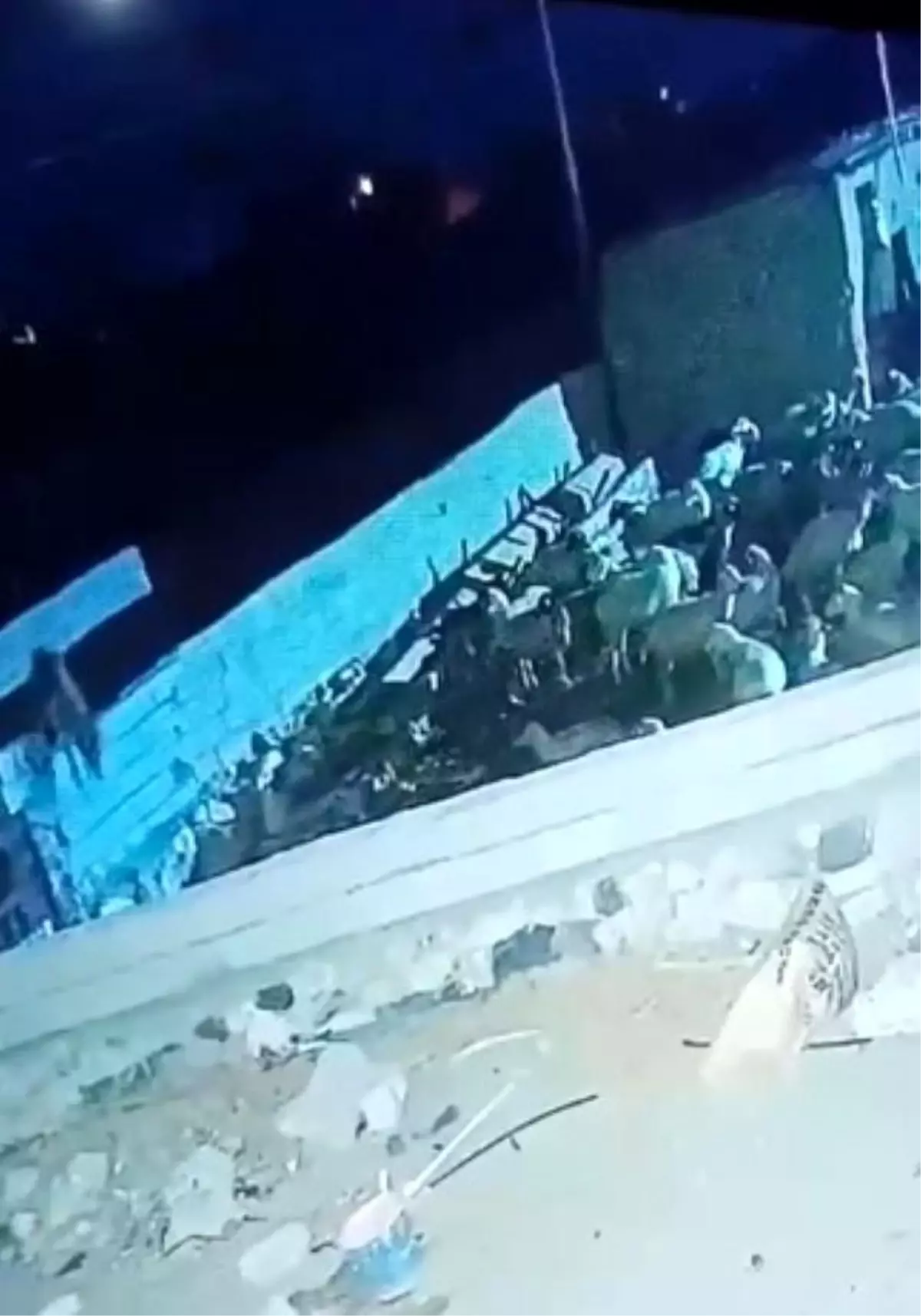 Kurt, Konya'da Ağıla Girip Küçükbaş Hayvanı Telef Etti