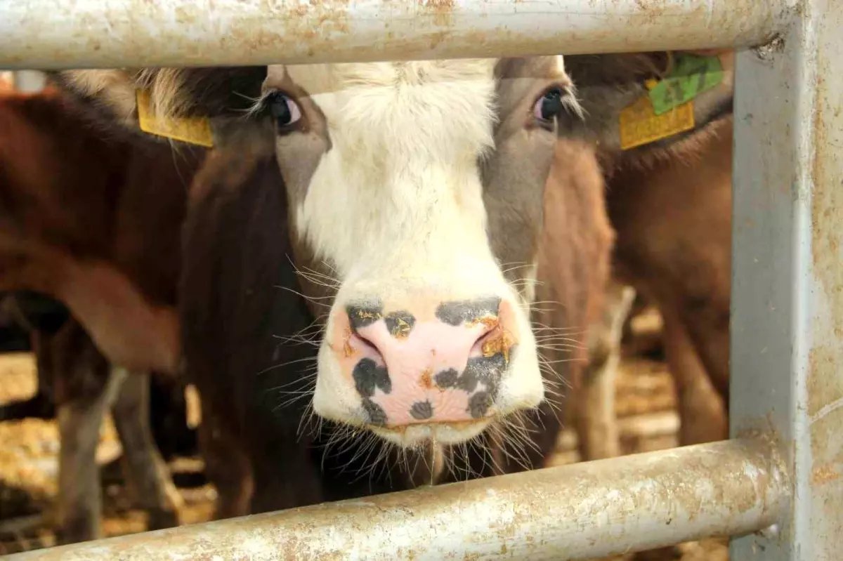 Bolu'da Şap Hastalığı Nedeniyle 18 Köy ve 4 Mahallede Karantina Uygulandı