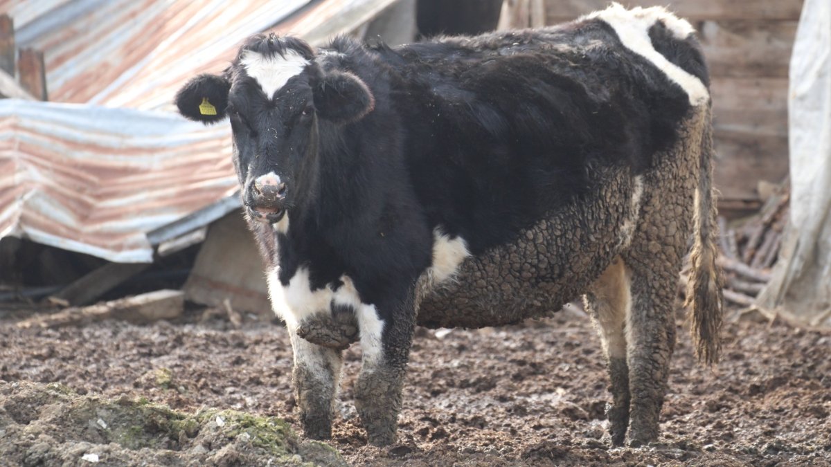 Bolu’da şap alarmı: 18 köy ve 4 mahalle karantinada