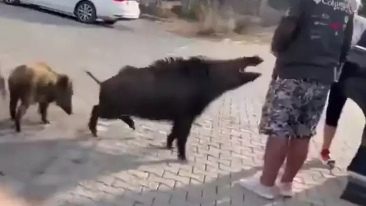 Aydın'da beslemeye çalıştığı yaban domuzu, tatilcinin kolunu ısırdı