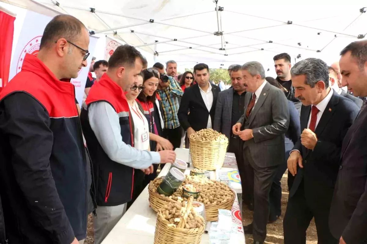 Silopi'de Yer Fıstığı Hasat Şenliği Düzenlendi