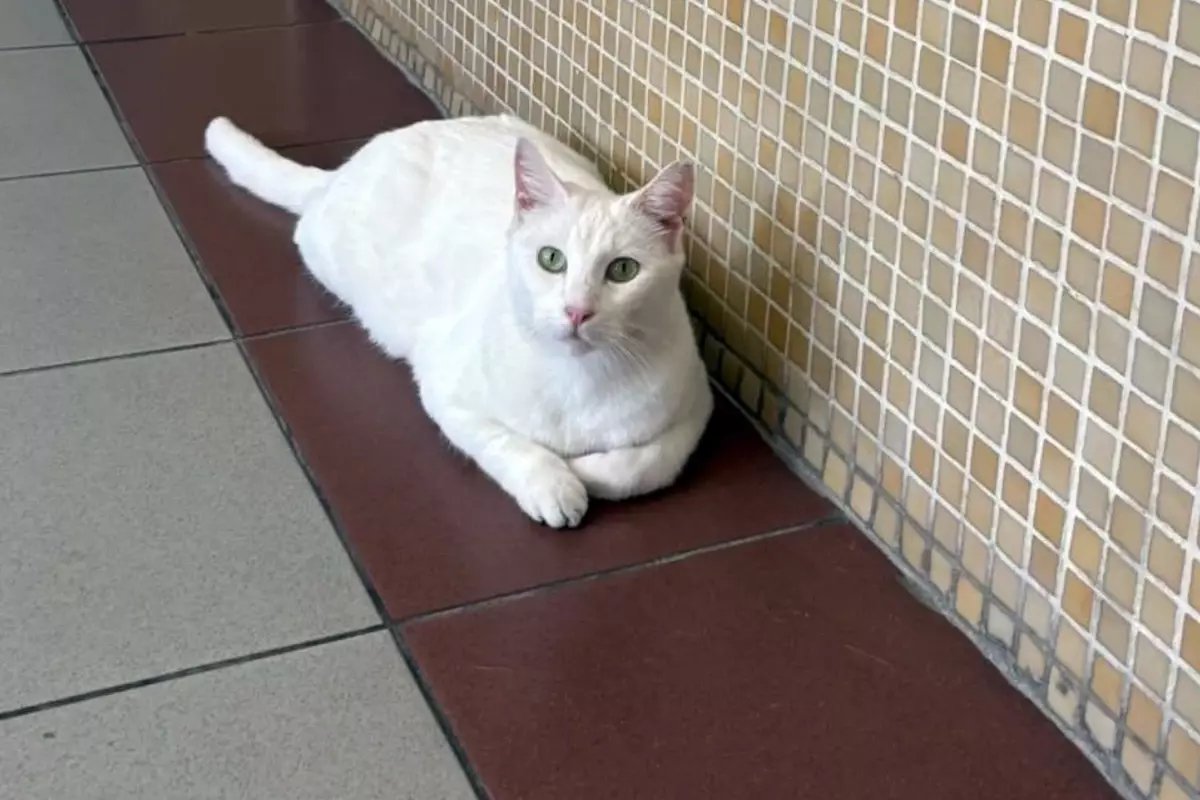 Bakırköy Cumhuriyet Başsavcılığı'ndan tartışma yaratacak "kedi" kararı