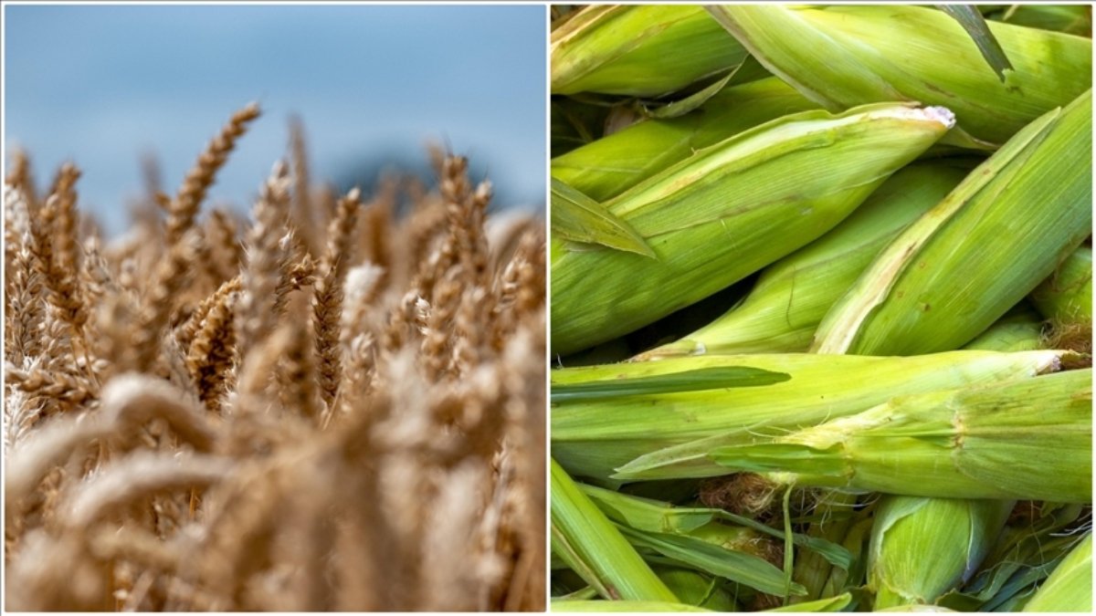 Arpa ve mısır ithalatında tarife kontenjanları 1 milyon tona çıkartıldı