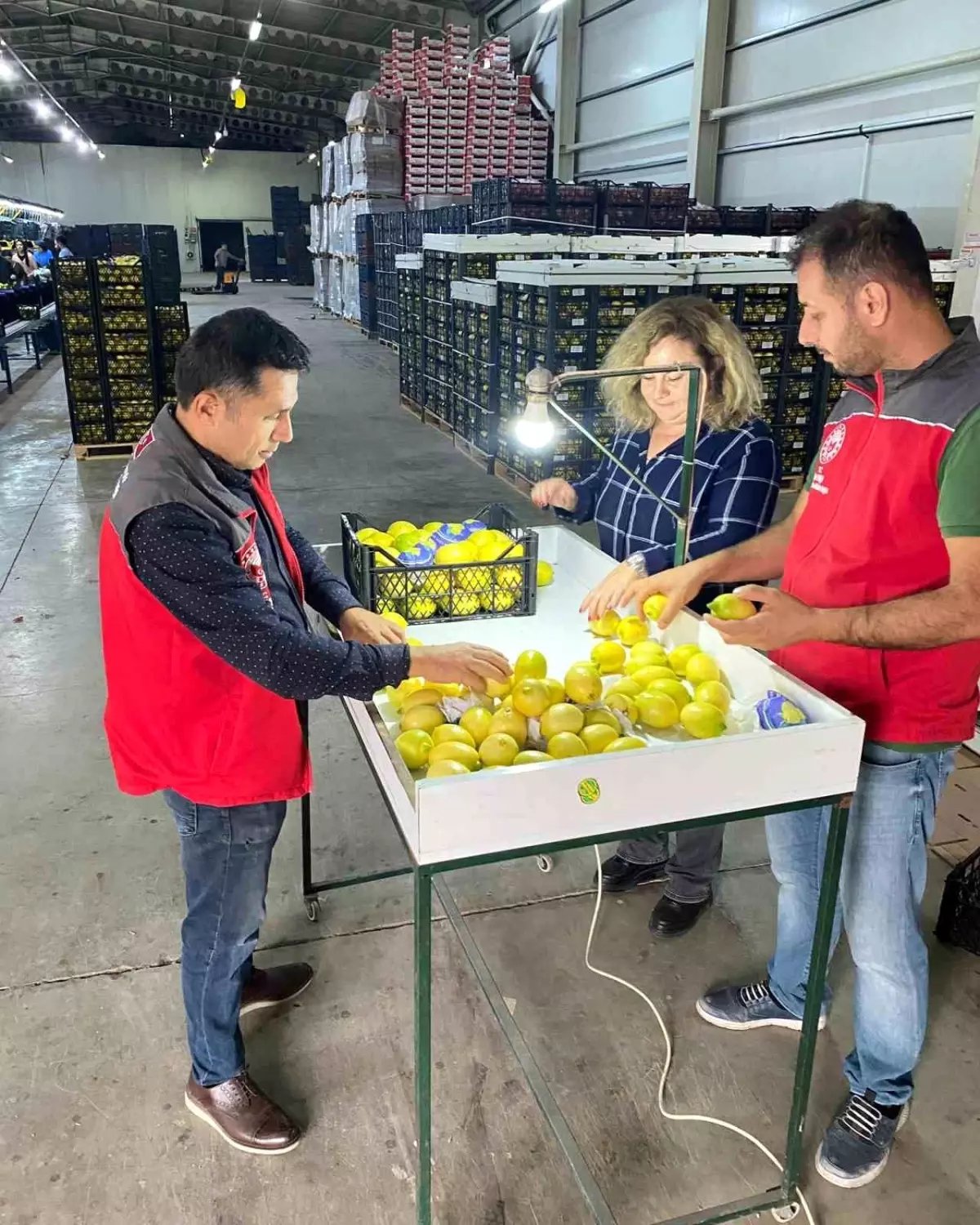 Ortaca'da İhraç Edilecek Tarım Ürünleri Bitki Sağlık Sertifikası Aldı