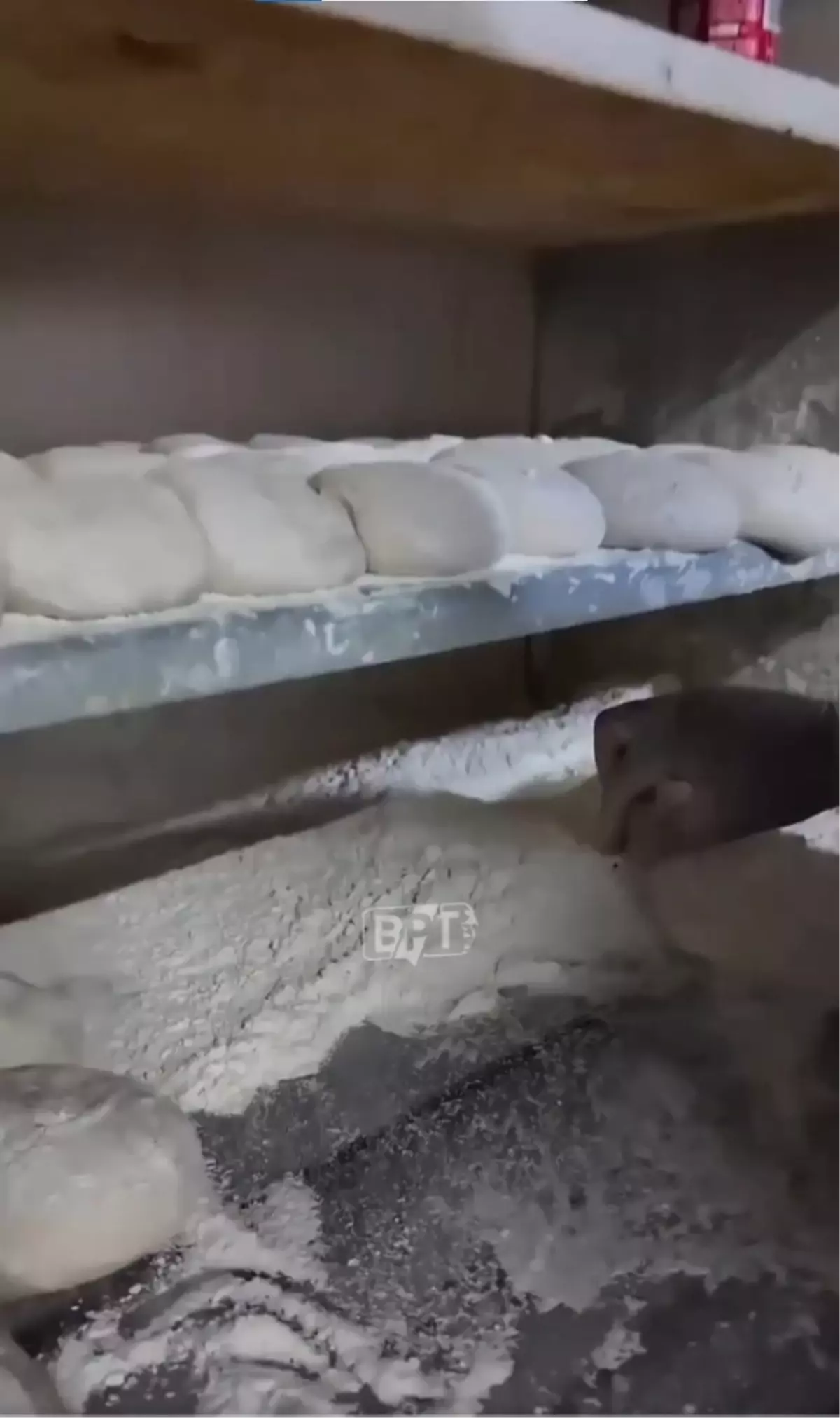 İstanbul'da ekmek fırınında mide bulandıran görüntüler