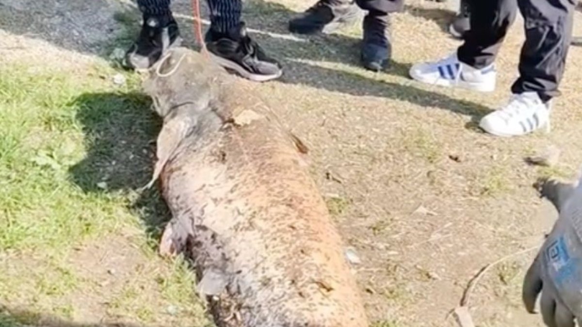 Sakarya'da oltaya takılan 50 kiloluk dev balık 20 bin TL'ye satıldı
