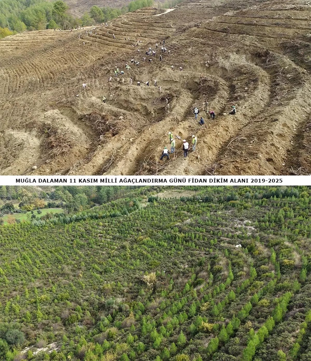Dalaman'da Orman Yangını Sonrası Yeniden Yeşeren Alanlar