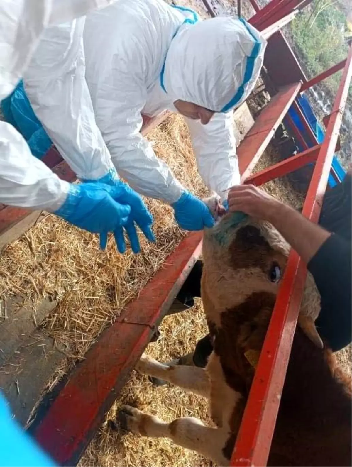 Aydın'da Şap Hastalığıyla Mücadele Devam Ediyor