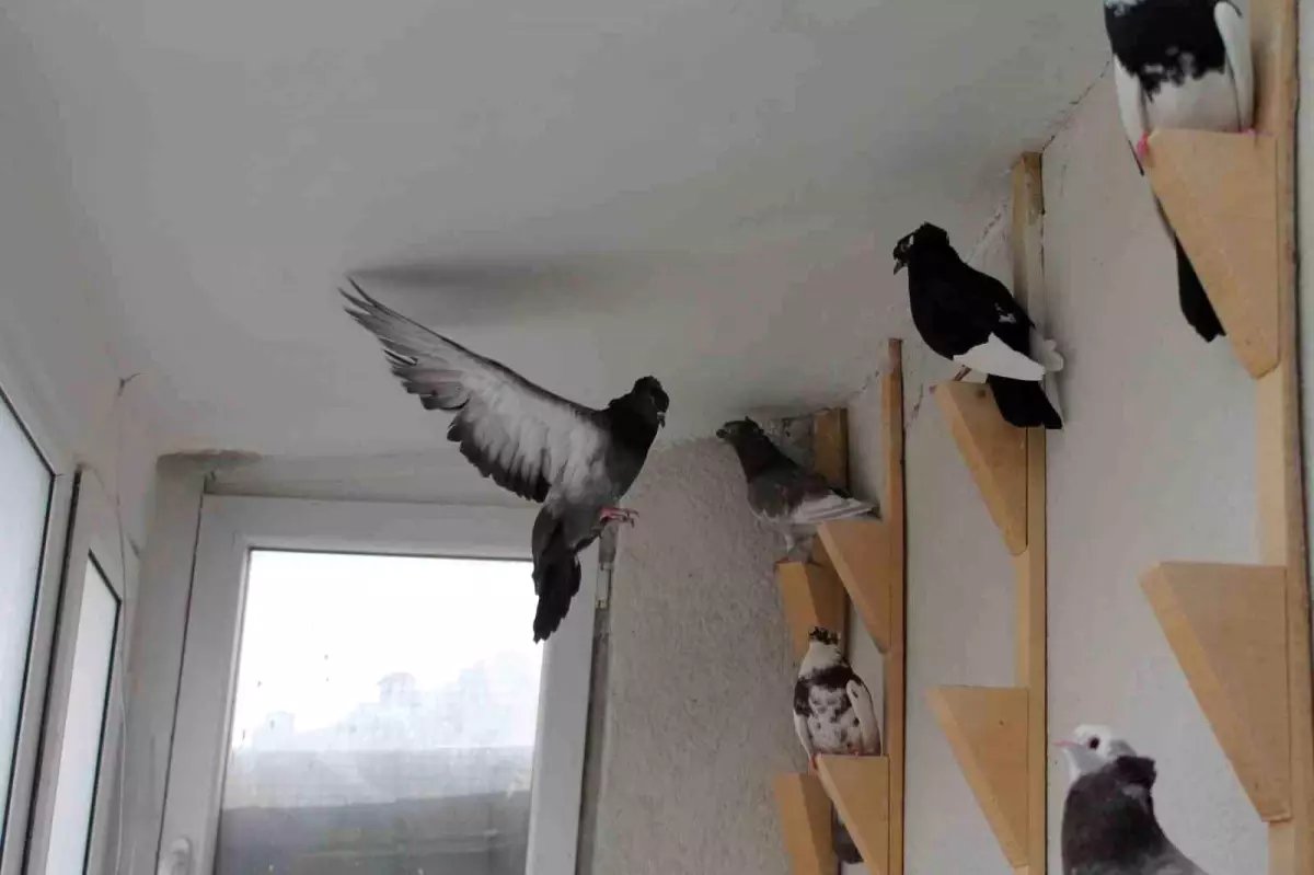 Bayburt Güvercini: Türk Fısıldayıcısının Ötüşüyle Büyüleyen Bir Gelenek