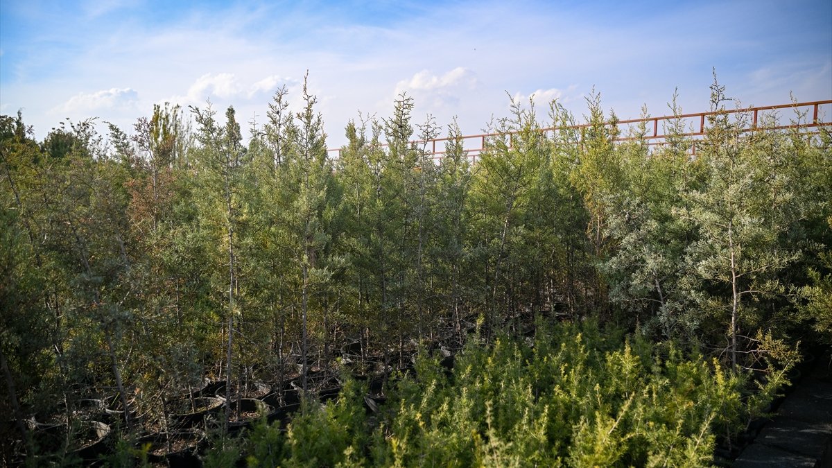 'Yeşil Vatan Seferberliği' 11 Kasım’da başlıyor: Hedef 15 milyon fidan