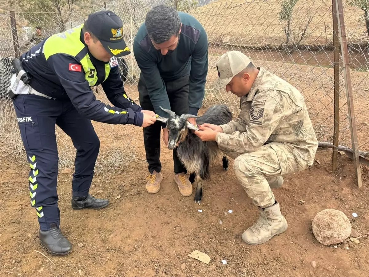 Siirt'te Sürü Hayvanlarına Reflektörlü Bant Uygulaması