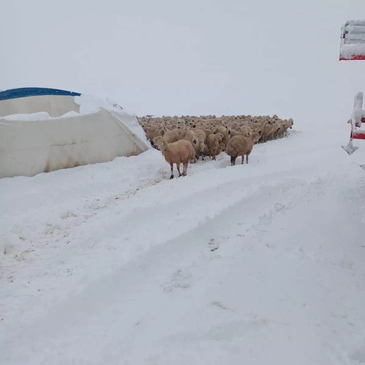 Kangal'da Çadır Çöktü: 8 Koyun Hayatını Kaybetti