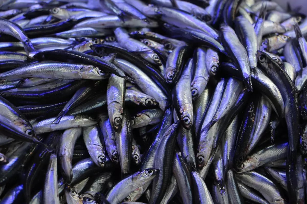 Samsun'da Hamsi Talebi Arttı, Kilogram Fiyatı 80 TL