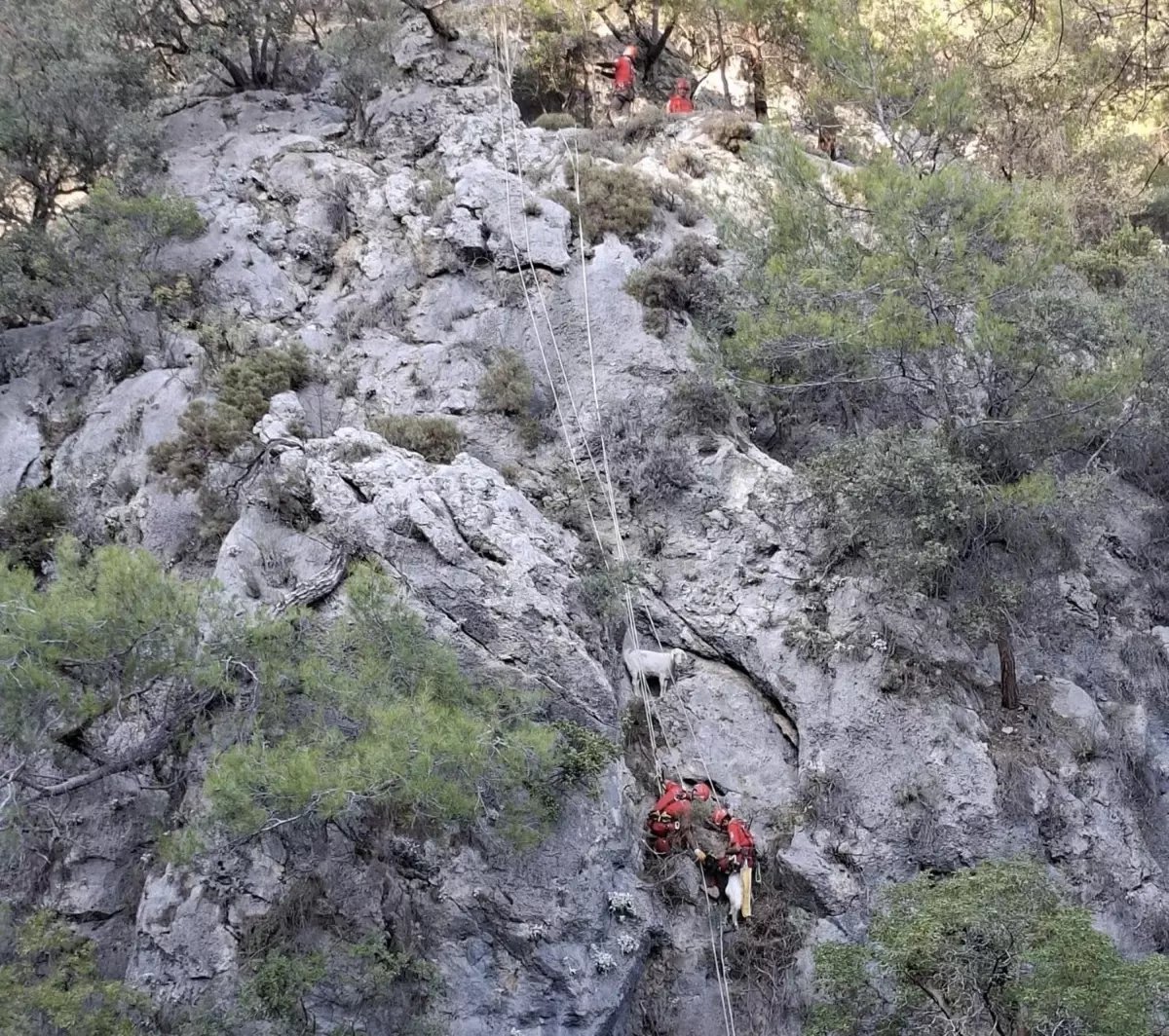 Fethiye'de Mahsur Kalan 4 Keçi AKUT Tarafından Kurtarıldı