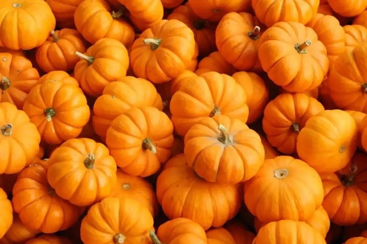 Balkabağı Mutfaklarda Geleneksel Rolünün Dışına Çıktı