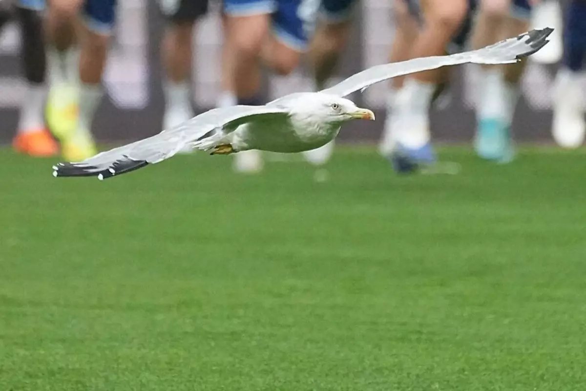 Beşiktaş-Samsunspor maçına damga vuran davetsiz misafir! Akıllara Süleyman Seba'nın sözleri geldi