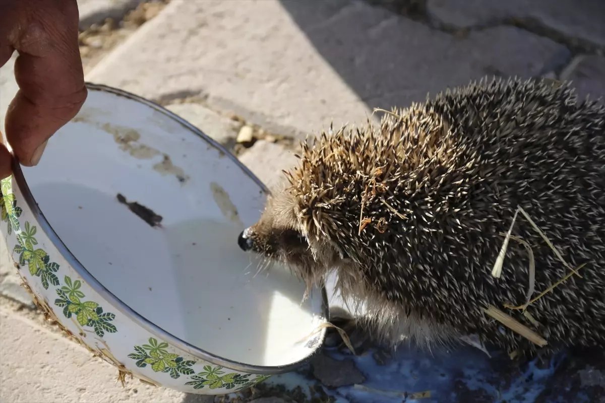 Besi Çiftliğinde Kirpi ve Süt Dostluğu