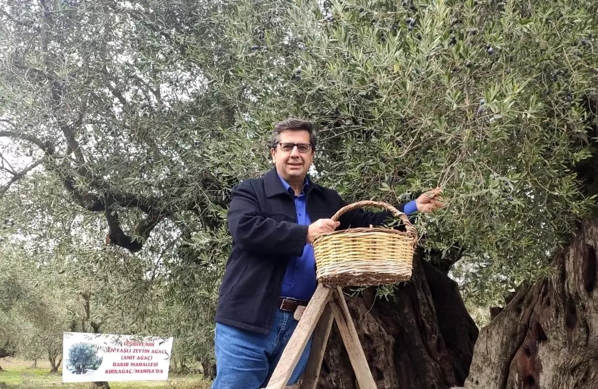 Dünya Zeytin Ağacı Günü Manisa'da Buruk Geçti