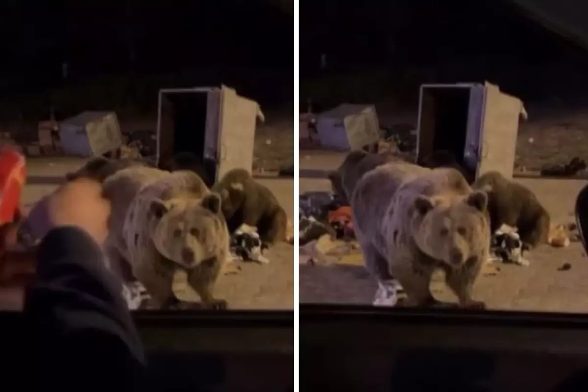 Sucuk vermek istediği ayının hedefi oldu! Yürekleri ağıza getiren anlar kameralarda