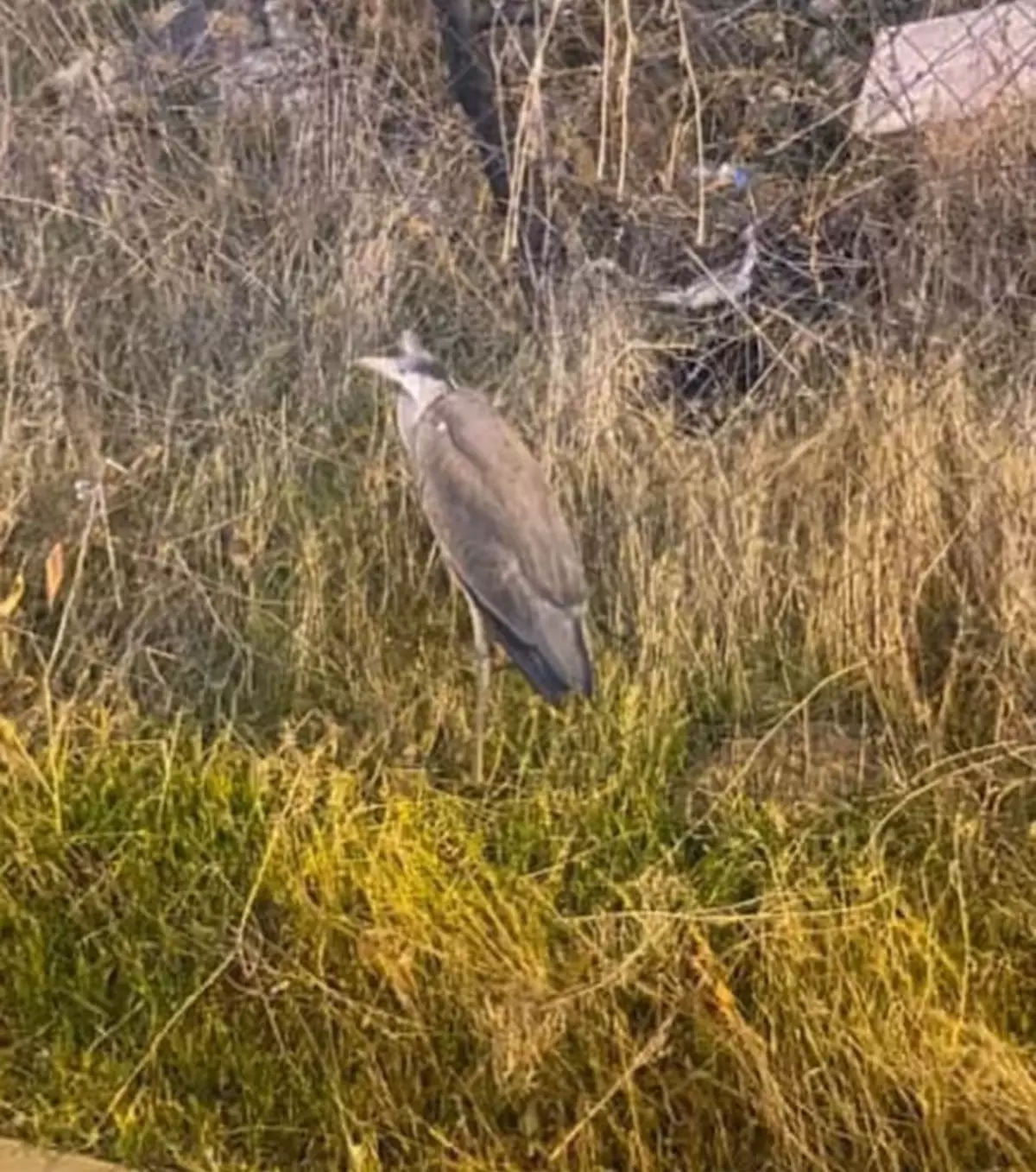 Bitkin Halde Bulunan Gri Balıkçıl Bakıma Alındı
