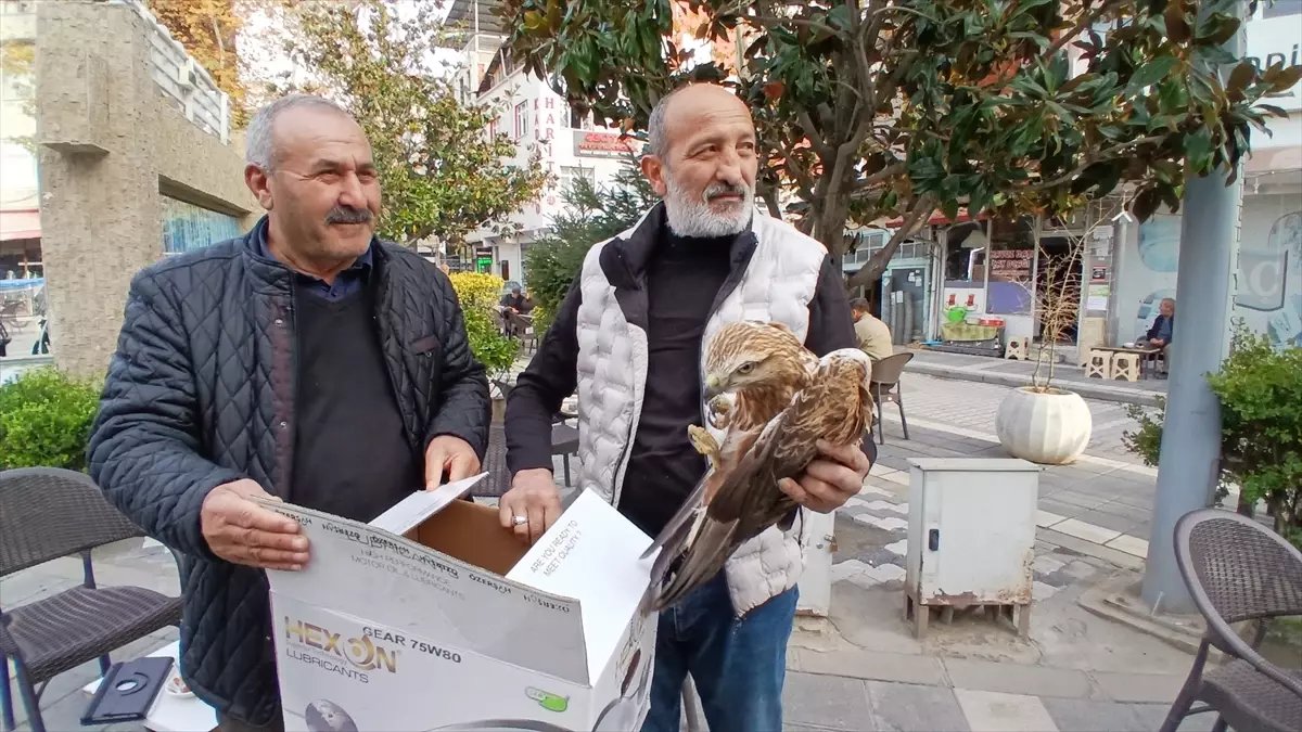 Yaralı Kızıl Şahin Koruma Altına Alındı