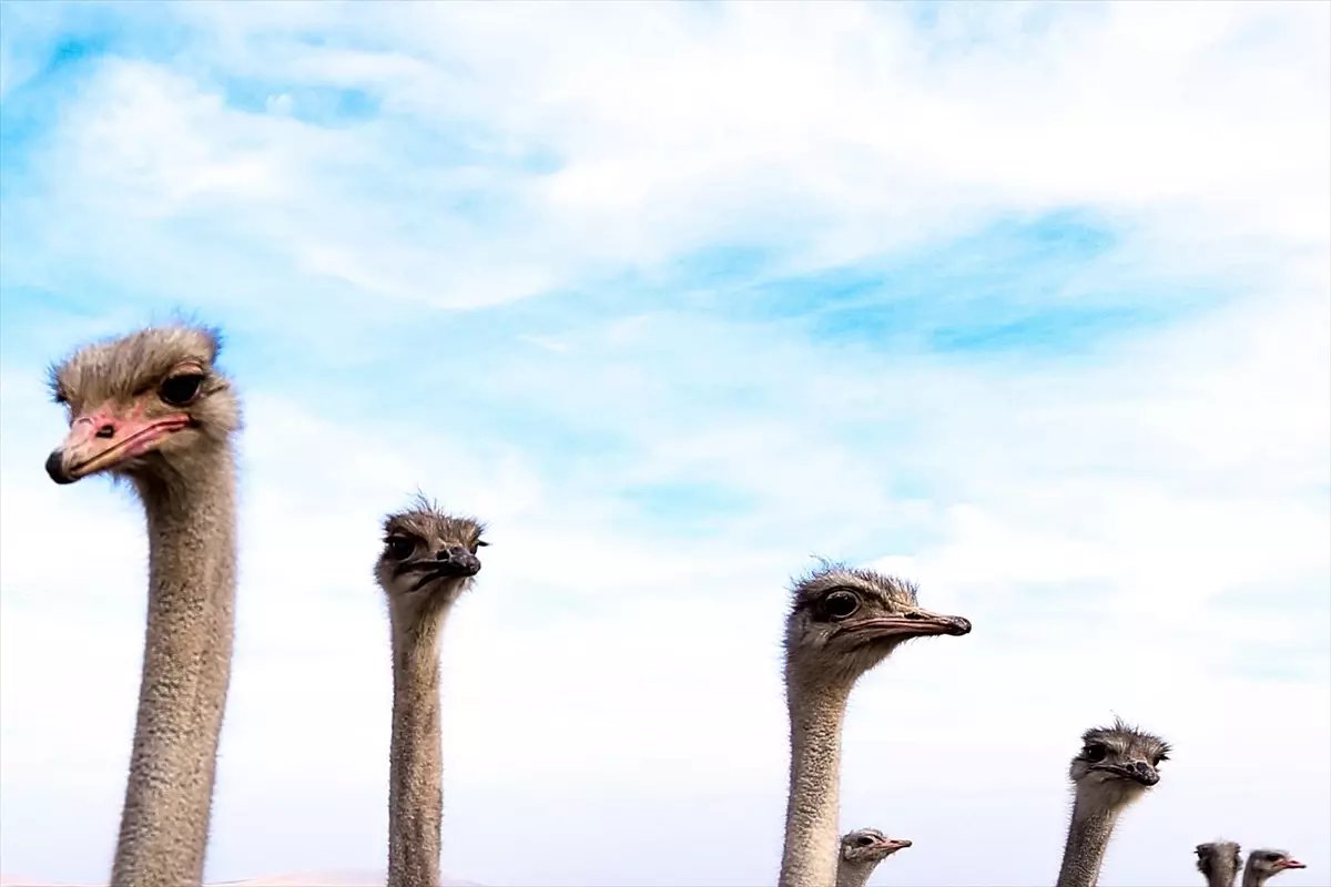 Kars'ta Deve Kuşu Yetiştiriciliği Hayalini Gerçeğe Dönüştürüyor