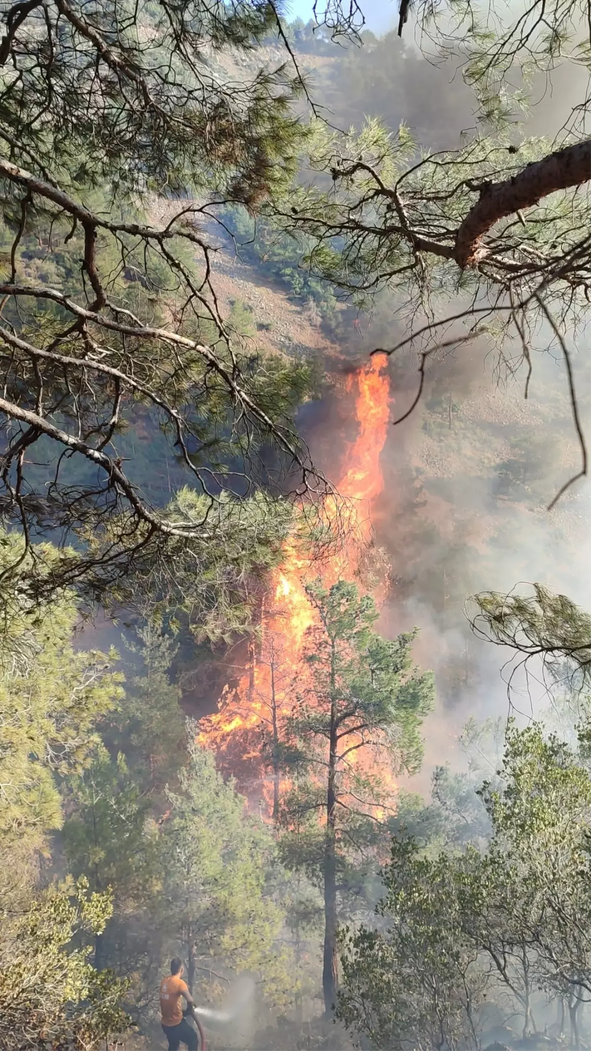 Hatay'da Orman Yangını Başladı