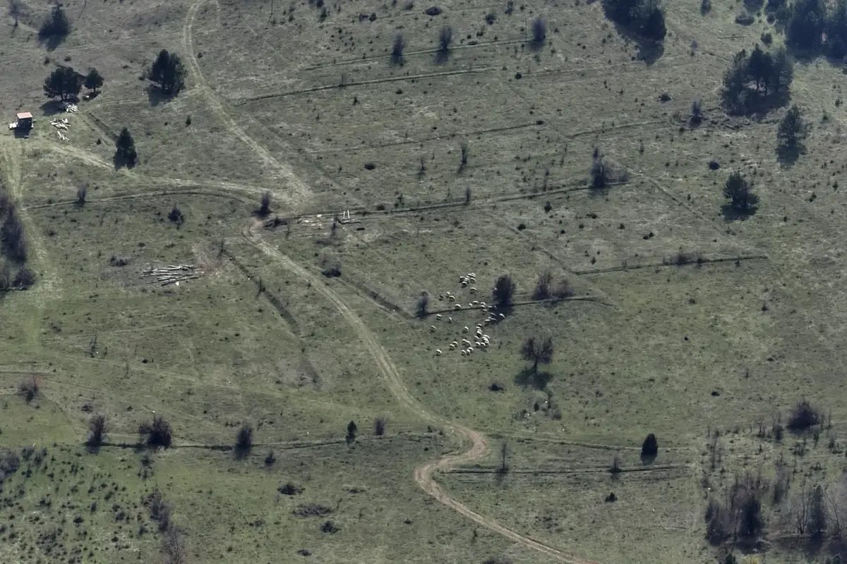 Kaybolan 30 Küçükbaş Hayvan Dronla Bulundu