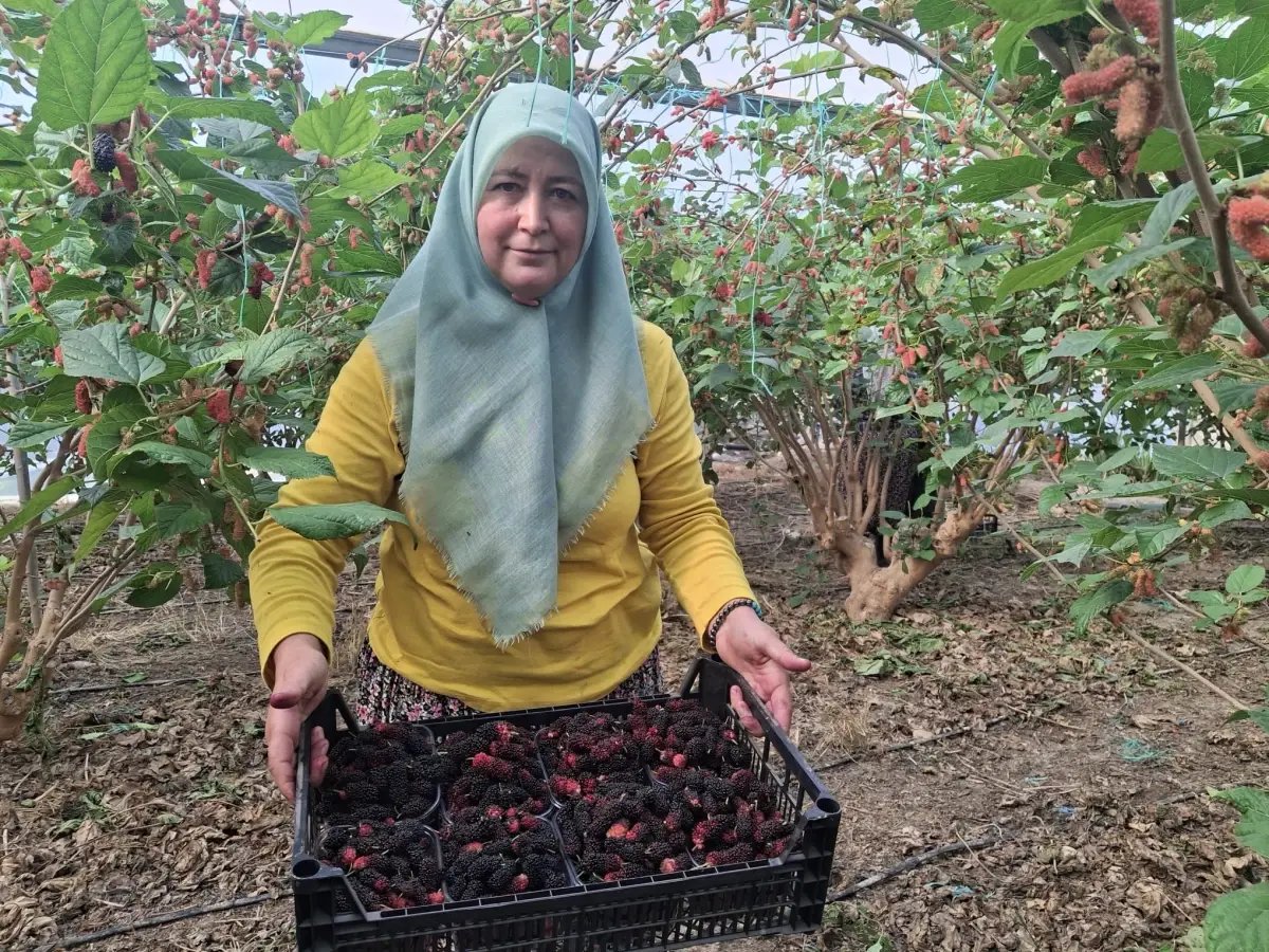Mersin'de Turfanda Karadut Hasadı Başladı