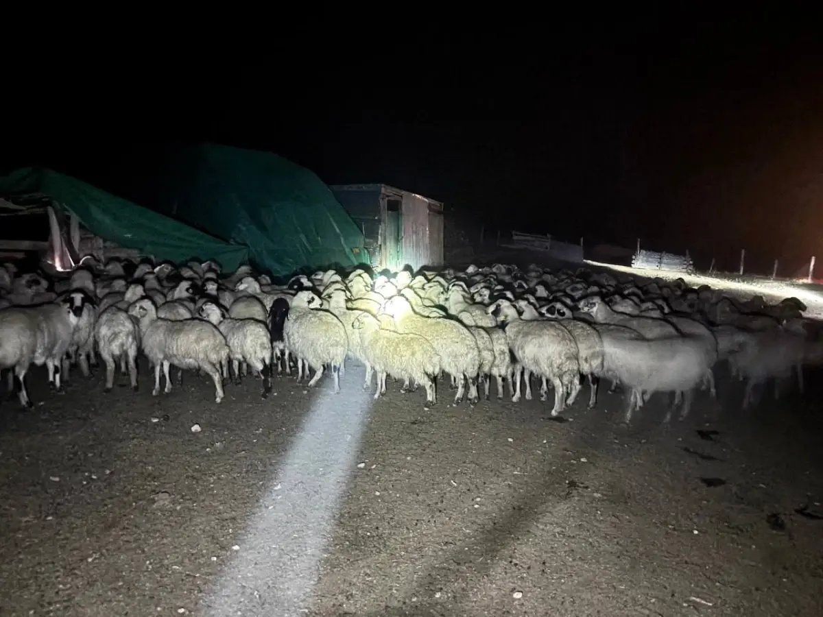 Erzincan'da Kaybolan 200 Koyun, Drone ile Bulundu