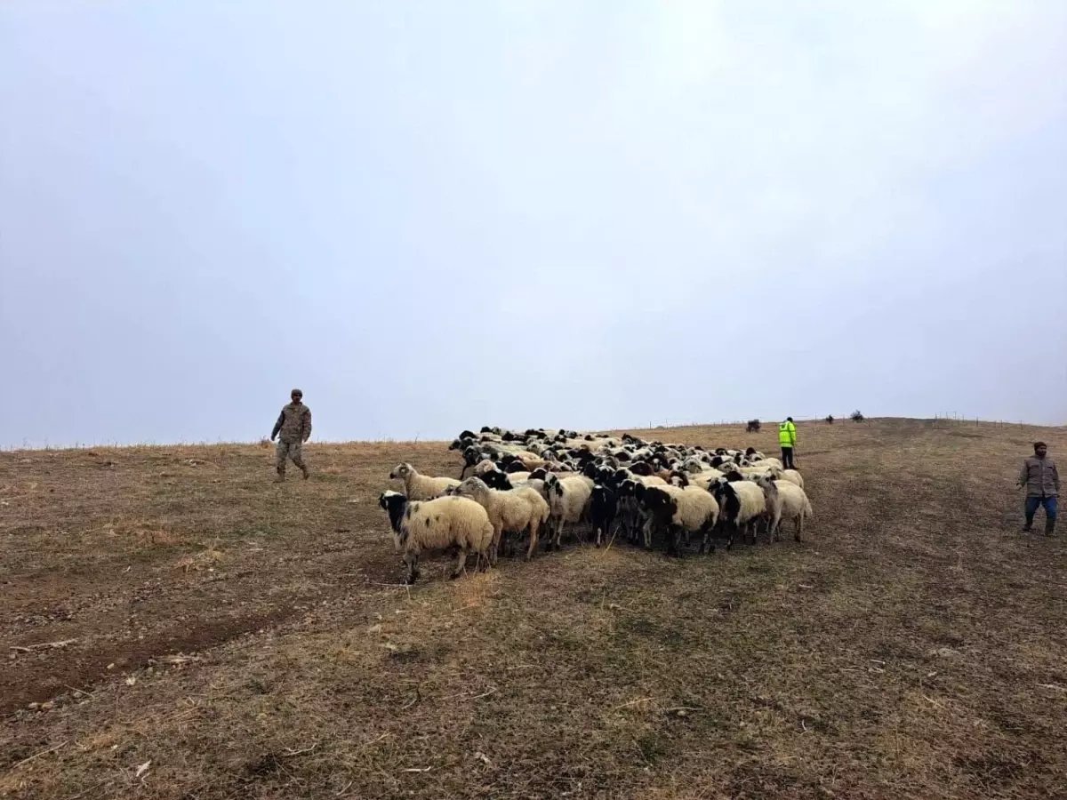 Muş'ta Kaybolan 200 Küçükbaş Hayvan Jandarma Tarafından Bulundu