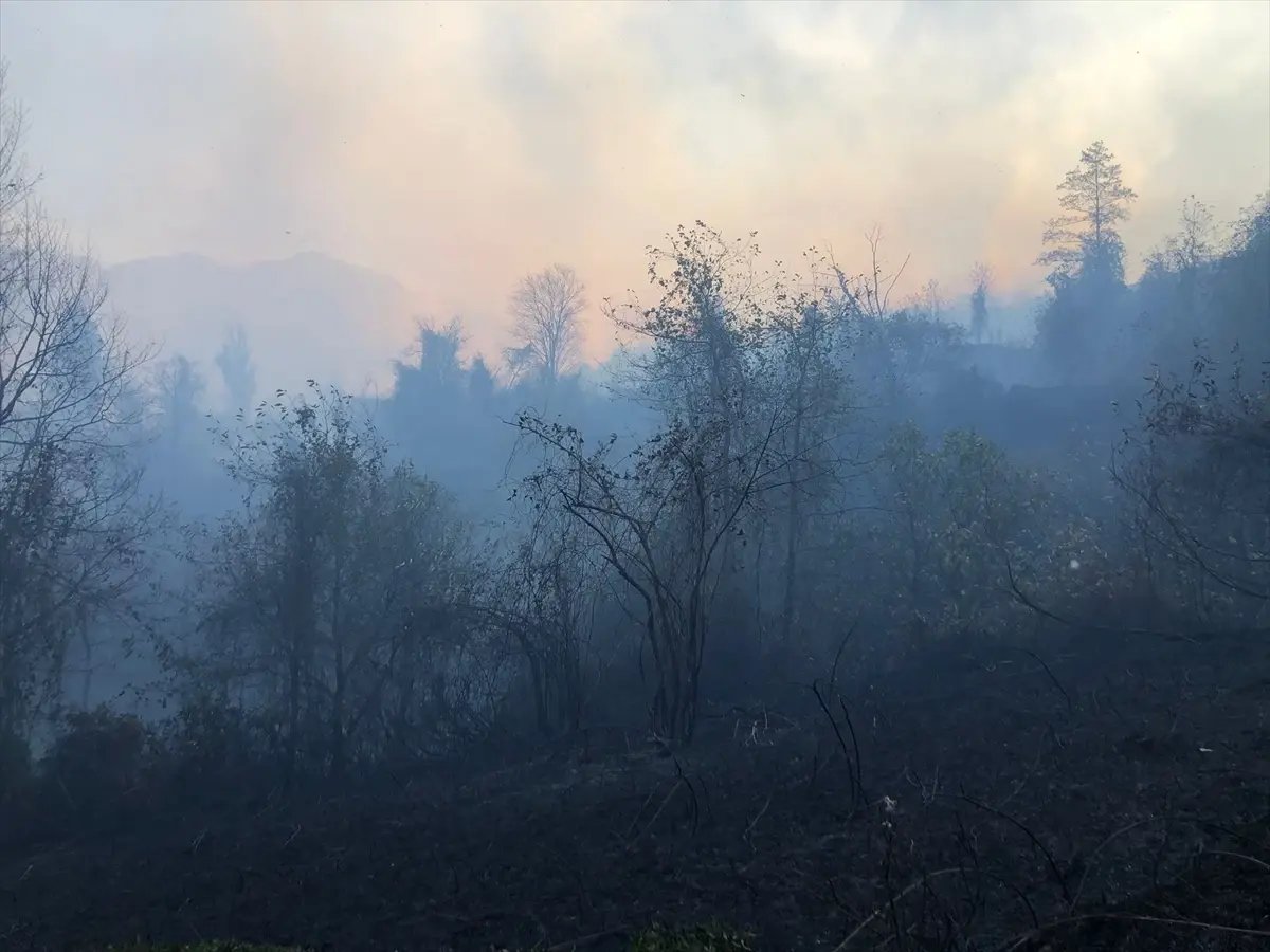 Artvin Hopa'da Örtü Yangınına Müdahale Ediliyor