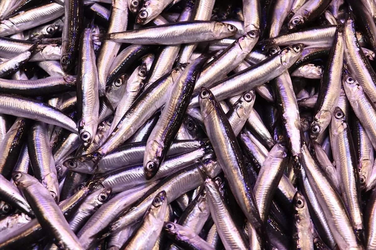 Trabzon'da Hamsi Fiyatları Yükseliyor: Kilogramı 100 Lira