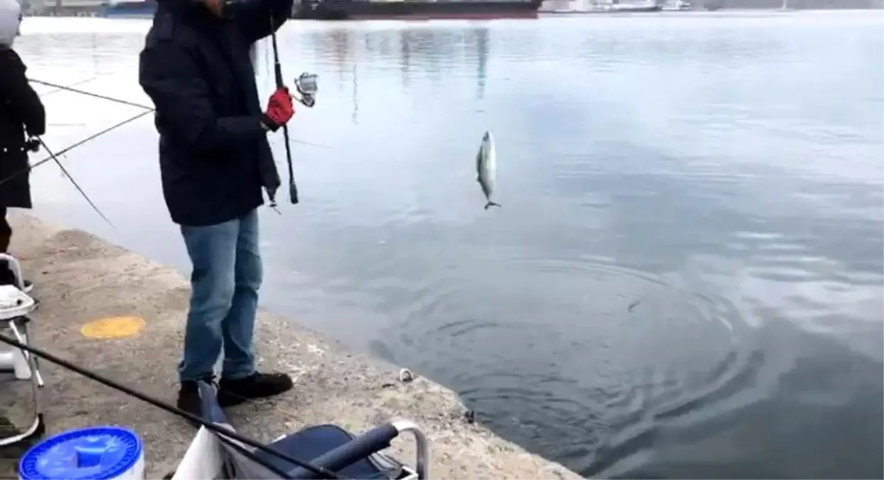 Bandırma'da Palamut Avında Yoğun İlgi