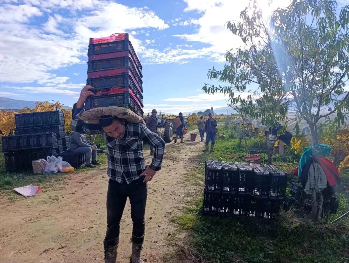 Sarıgöl'de Üzüm Hasadı Devam Ediyor