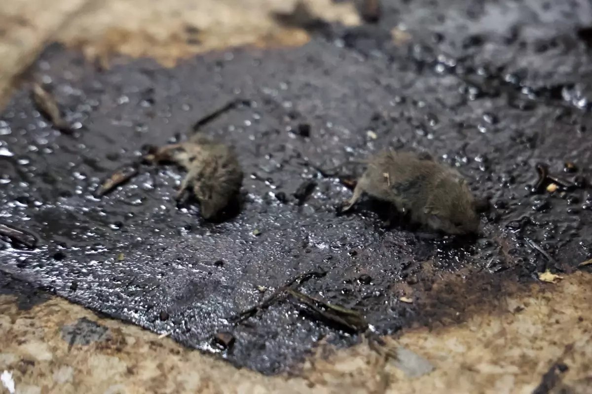 Kilis'te mide bulandıran hijyen skandalı: Merdiven altı üretimde fareler bulundu