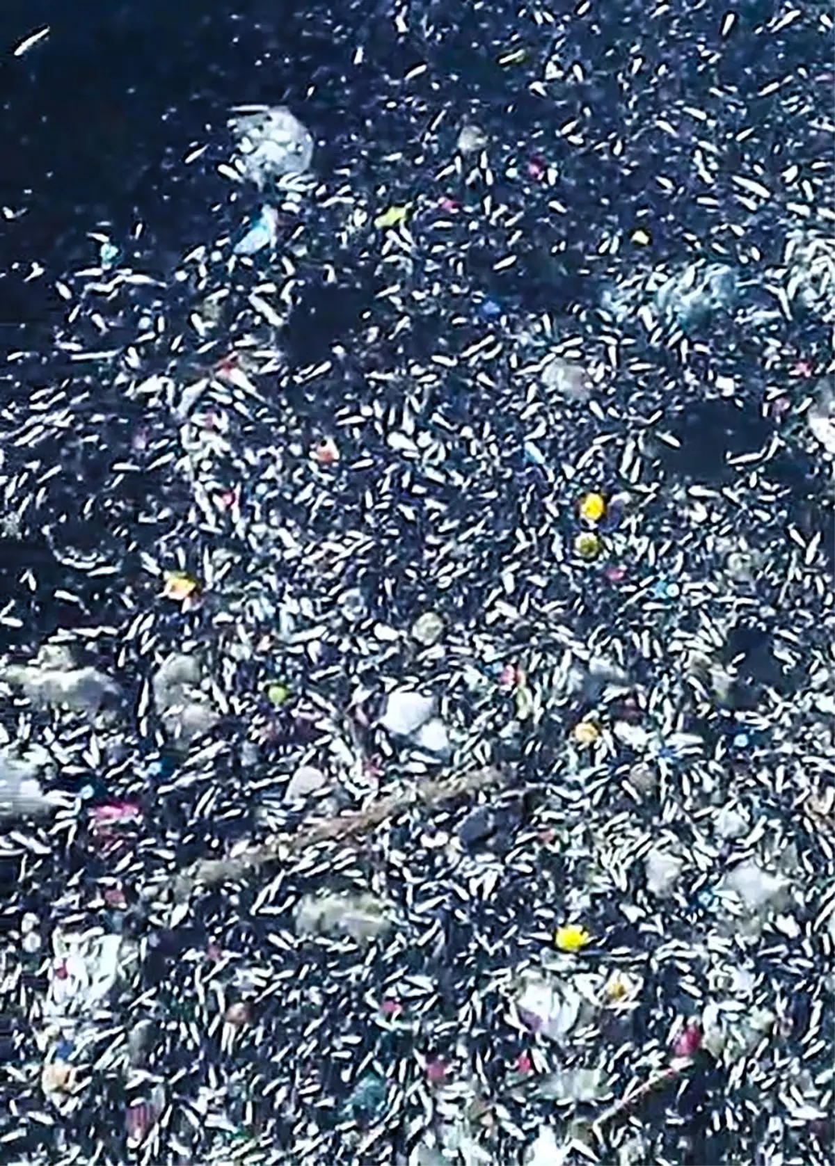 Adana'da Seyhan Nehri'nde Balık Ölümleri