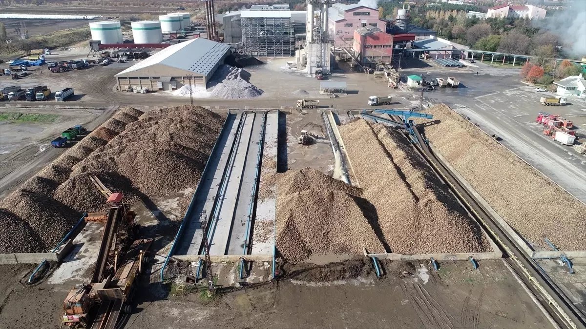 Muş ve Van'da Şeker Pancarı Üretimi Hedefleri Artıyor