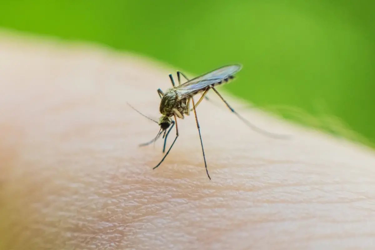 Küba'da 33 kişi sivrisinekler nedeniyle hayatını kaybetti