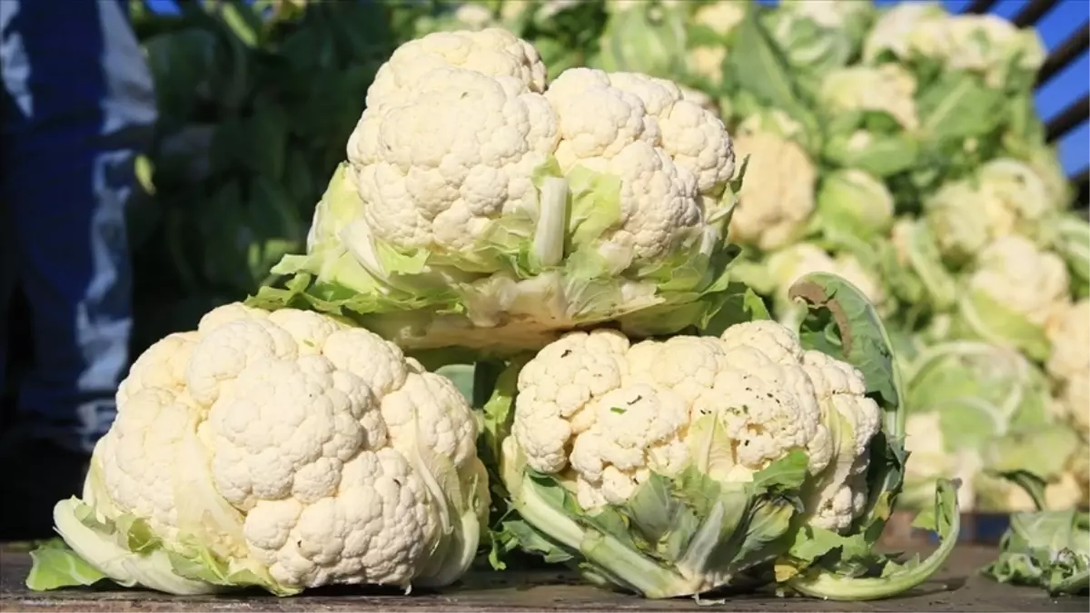 Kasım Ayında Dengeler Değişti, Bilet fiyatları artarken, karnabahar dibi gördü!