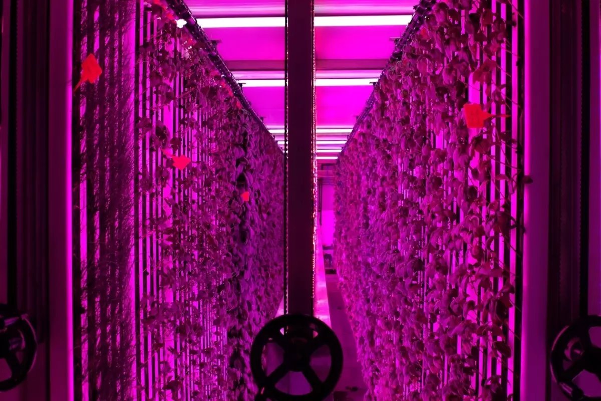 Üniversite kampüsünde 7 bin metrekarelik dikey tarım laboratuvarı kuruldu